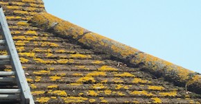 Sittingbourne roof before cleaning and moss removal